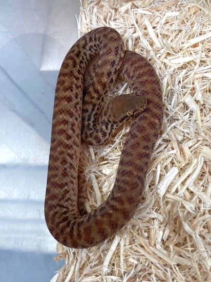 Anthill Python Pygmy Python by Exotics by Nature Co.