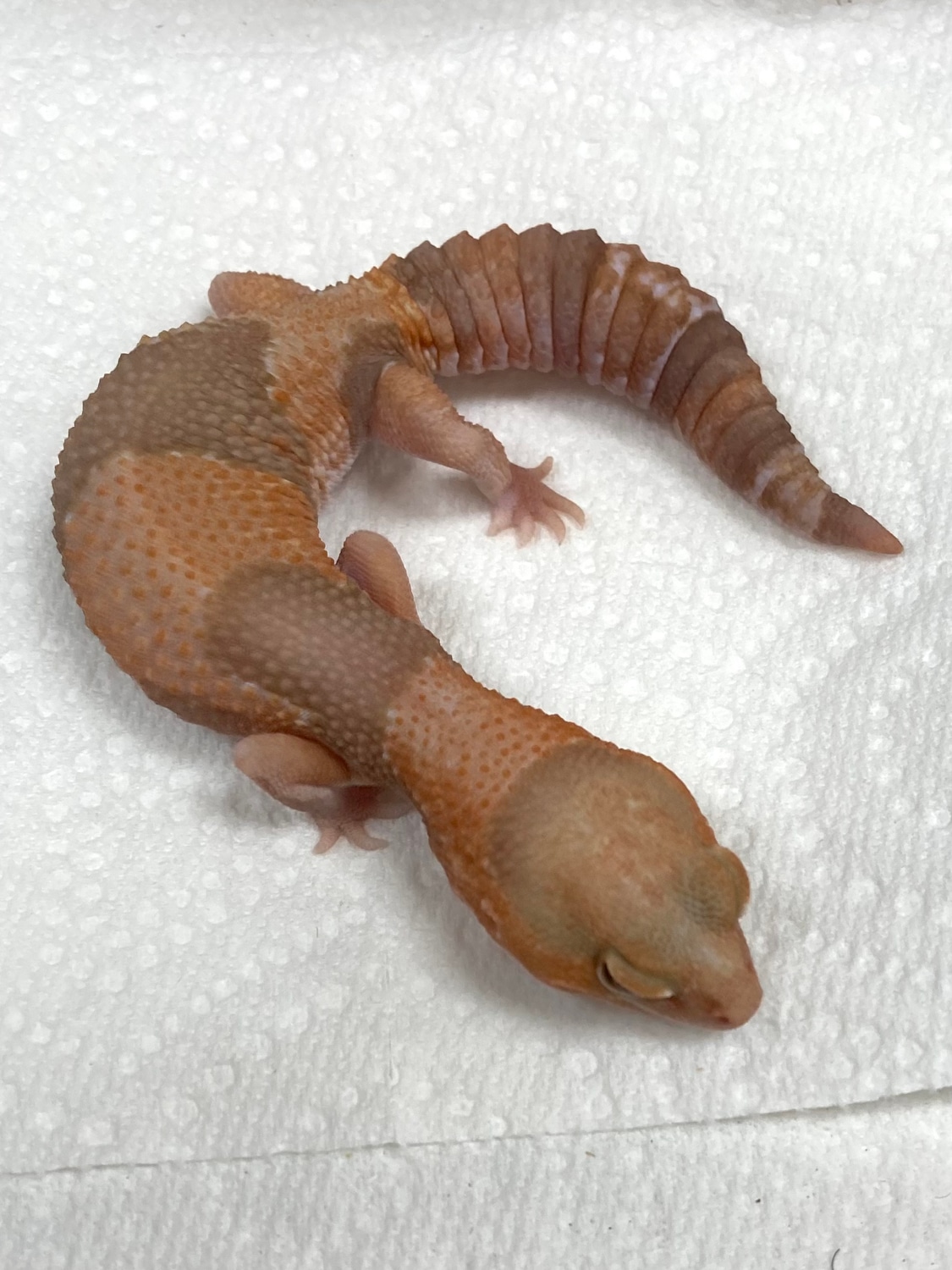 Tangerine Albino African Fat-Tailed Gecko by Exotics by Nature Co ...