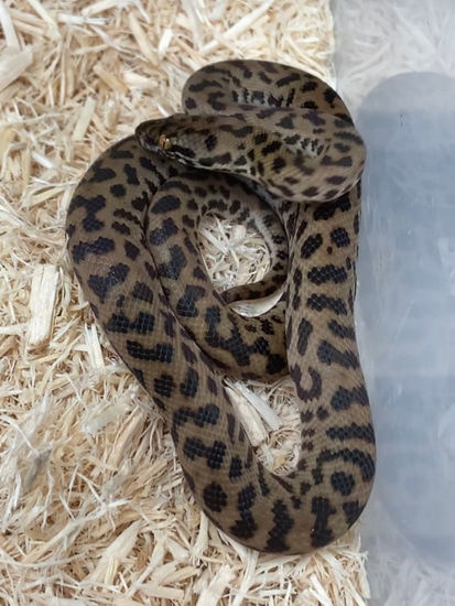 Spotted Python by Exotics by Nature Co.
