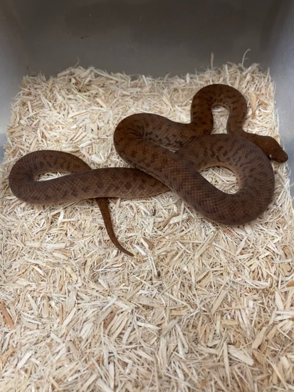 Anthill Python Pygmy Python by Exotics by Nature Co.