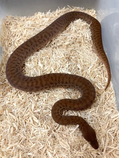 Anthill Python Pygmy Python by Exotics by Nature Co.