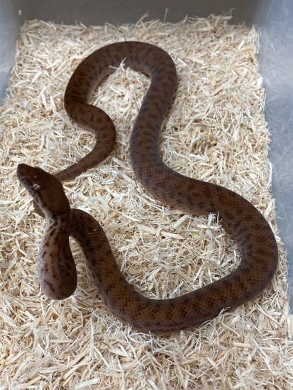 Anthill Python Pygmy Python by Exotics by Nature Co.
