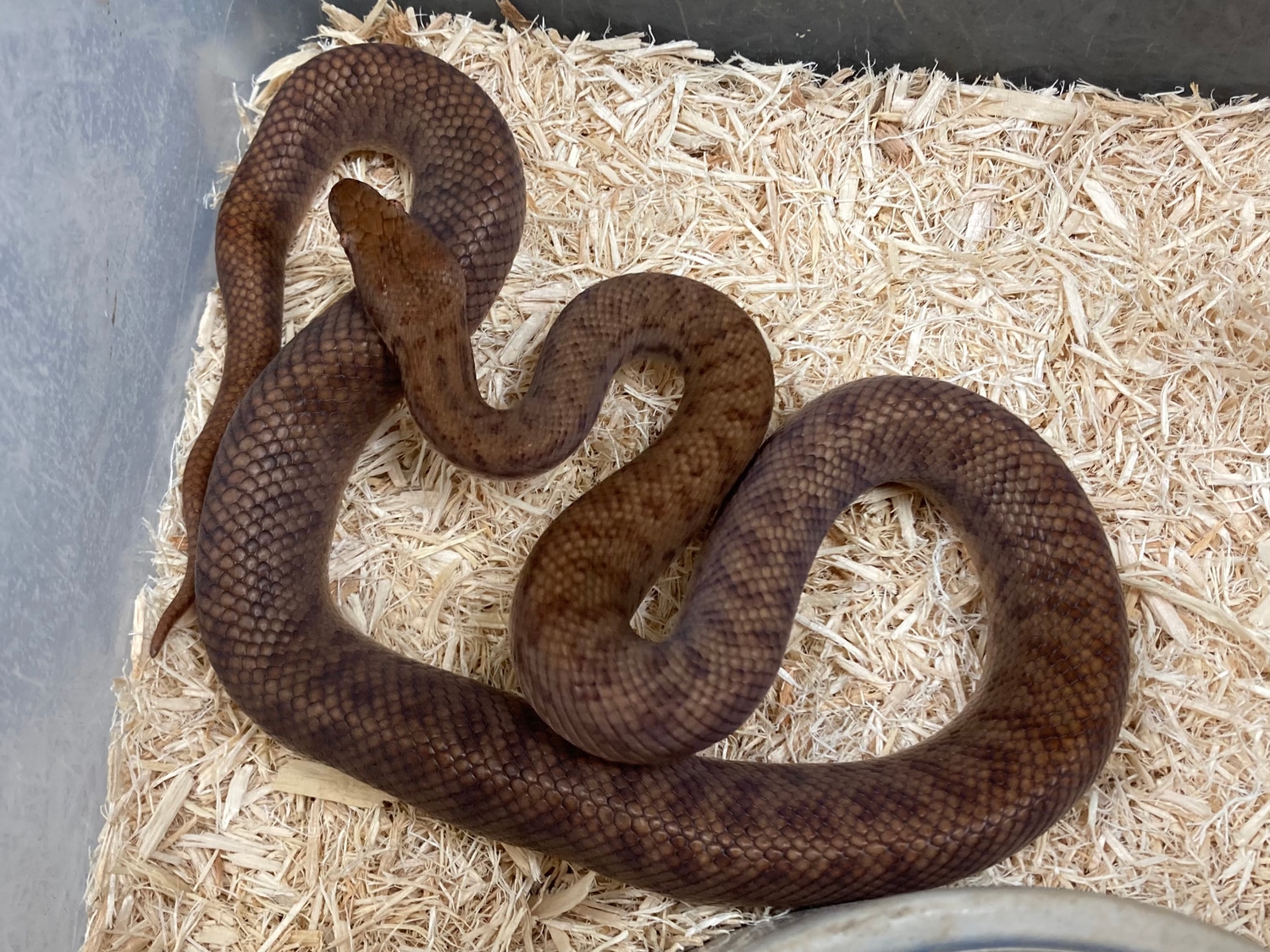 Pygmy Python by Exotics by Nature Co. - MorphMarket