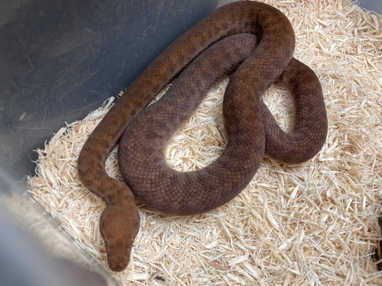 Anthill Python Pygmy Python by Exotics by Nature Co.