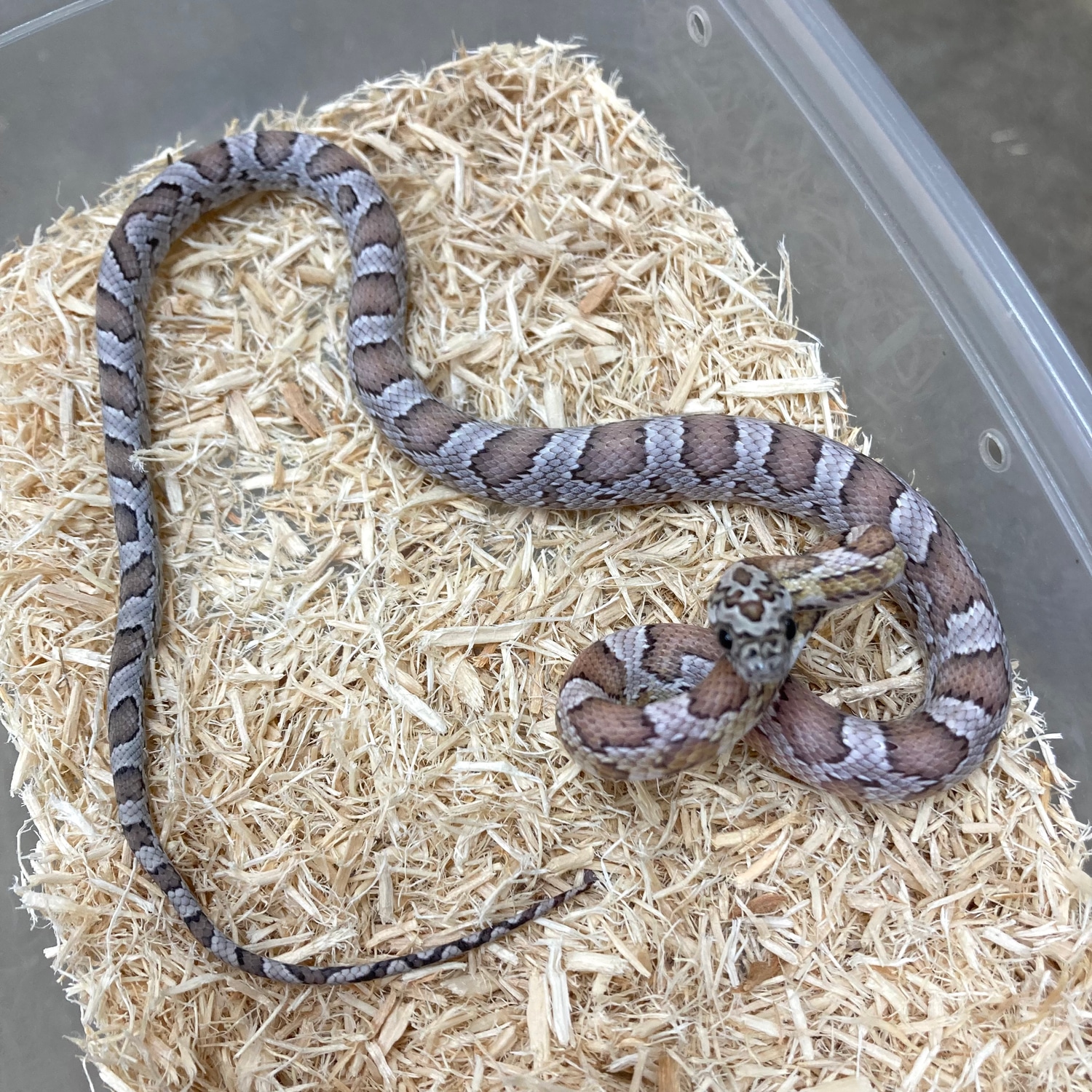 Unbelievable! What Corn Snakes' Teeth Really Look Like - pc0kp27