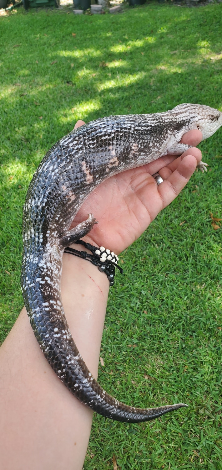 REDUCED BLACK FRIDAY SALE. Ndark Phase Northern Blue Tongue Skink Northern BlueTongued Skink by