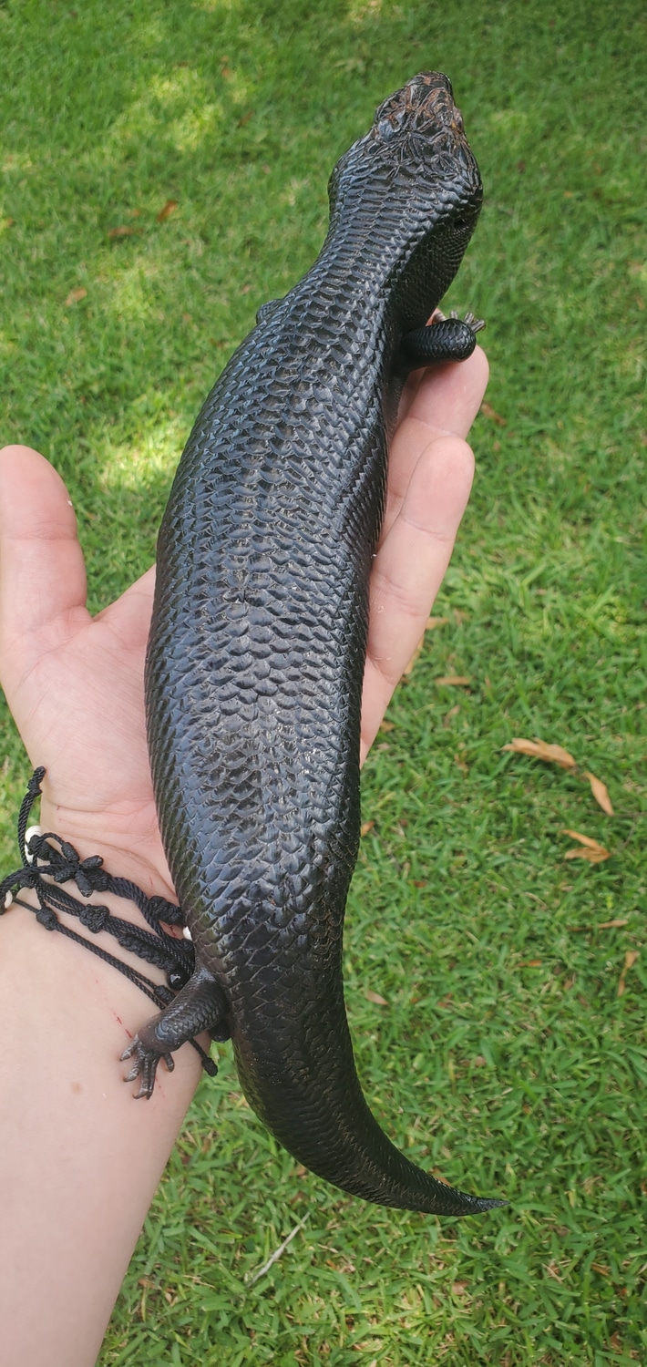 Melanistic Blue Tongue Skink Other BlueTongued Skink by TheReptileBoutique MorphMarket