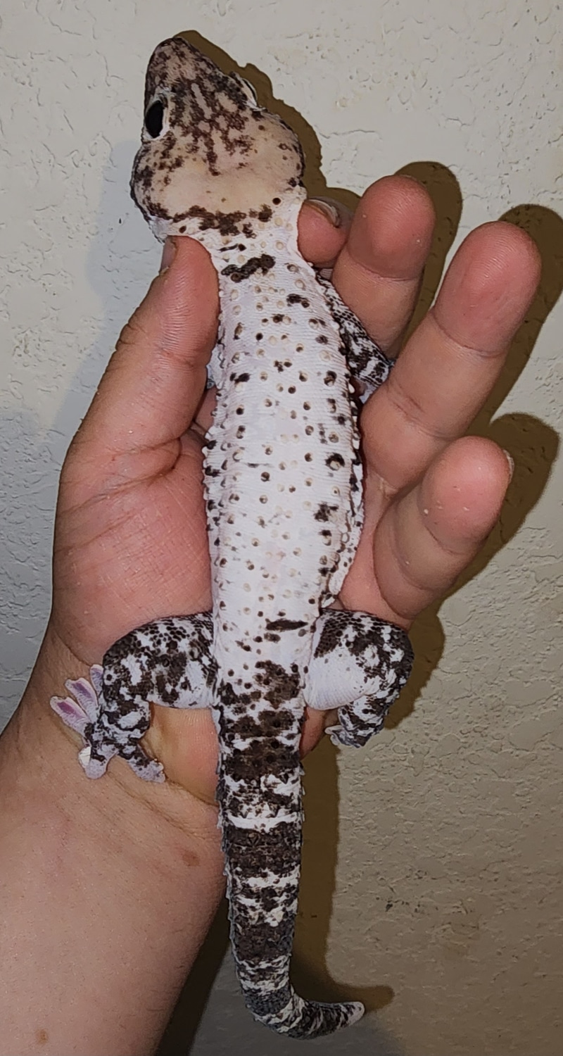 Pied Tokay Gecko By TheReptileBoutique MorphMarket pied-tokay-gecko-by-thereptileboutique-morphmarket