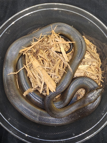 Australian Water Python by TheReptileBoutique