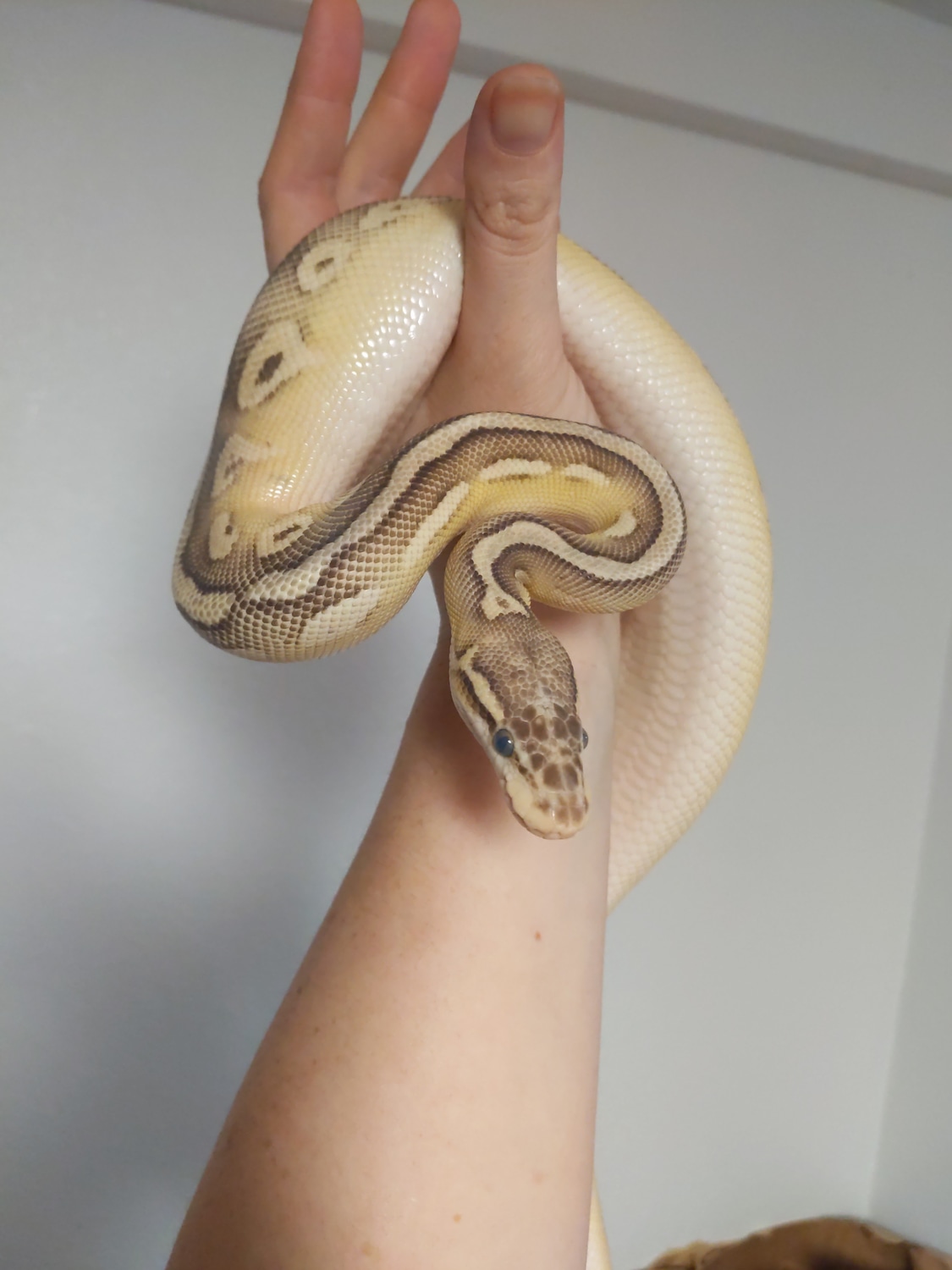 Super Pastel Lesser Bongo Ball Python by Hooked on Geckos MorphMarket