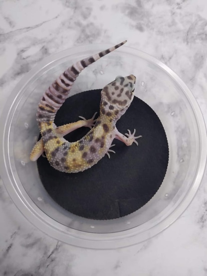 Normal 50% Het Eclipse Ph Tremper BN Lineage Leopard Gecko by Hooked on ...