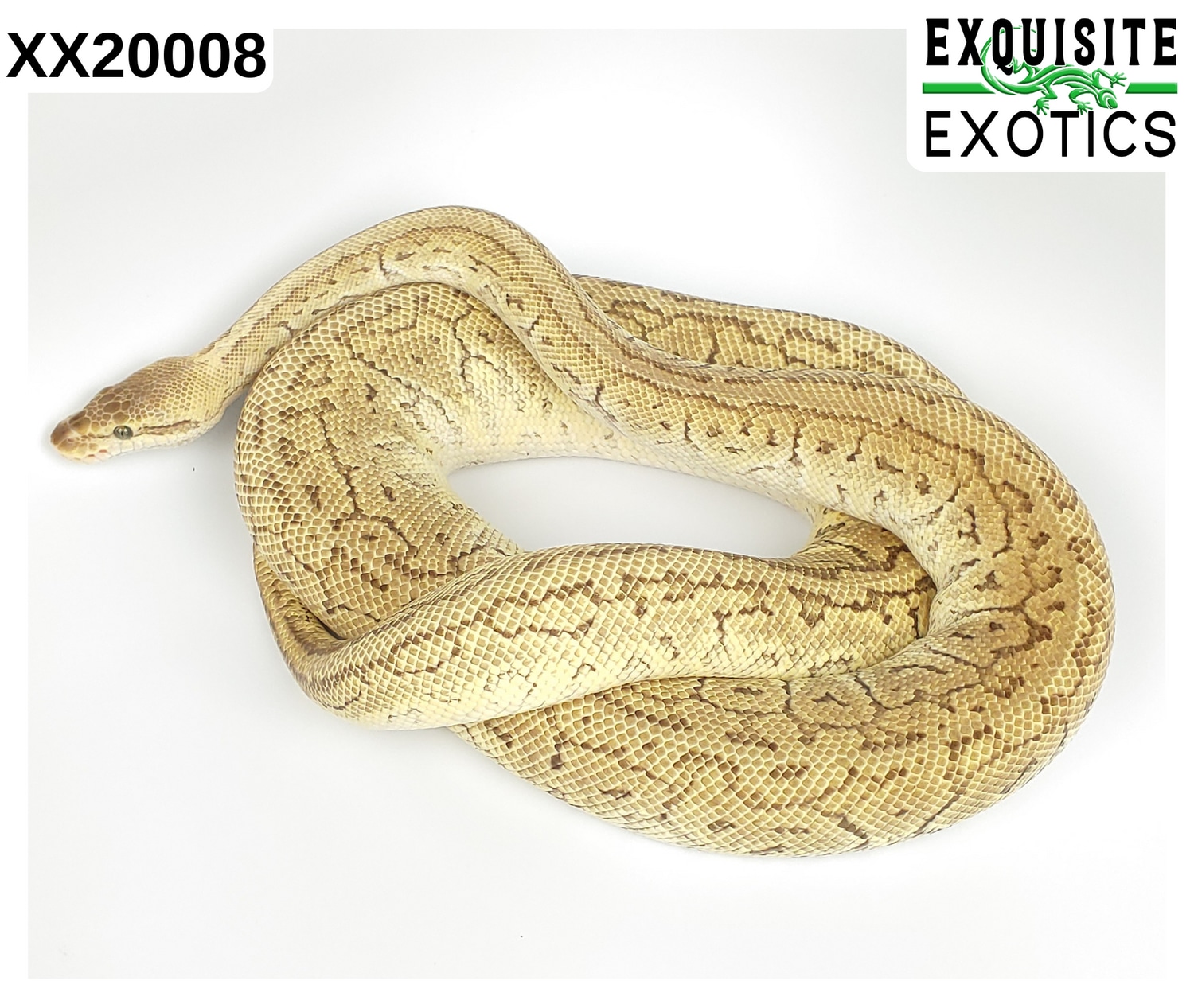 Lesser Pastel Pinstripe Ball Python by Exquisite Exotics LLC - MorphMarket