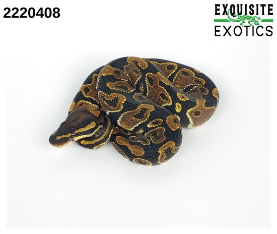 DH Hypo Pied Ball Python by Exquisite Exotics LLC