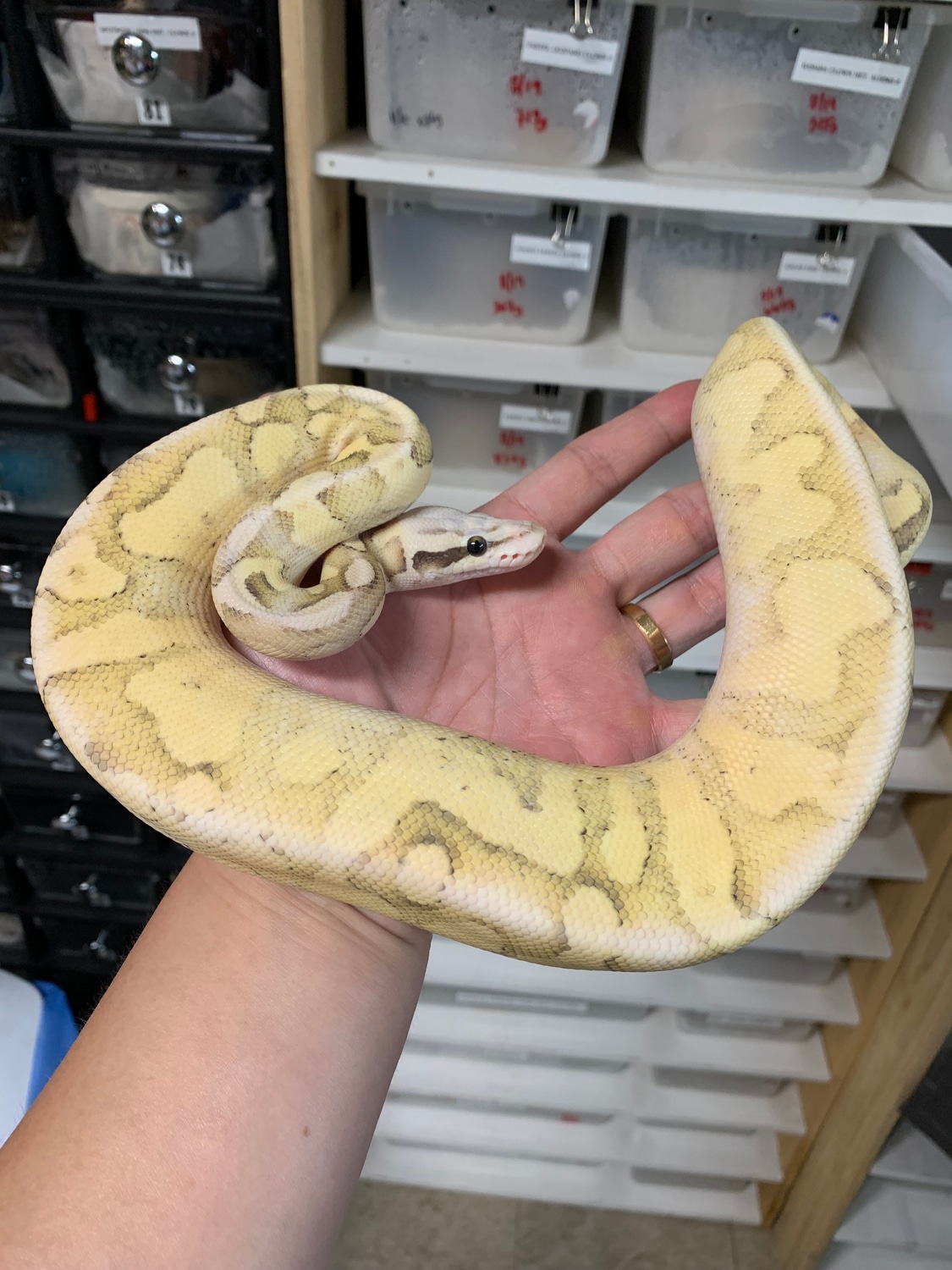 Super Pastel Vanilla Disco Het. Pied Male FREE SHIPPING ️ Ball Python