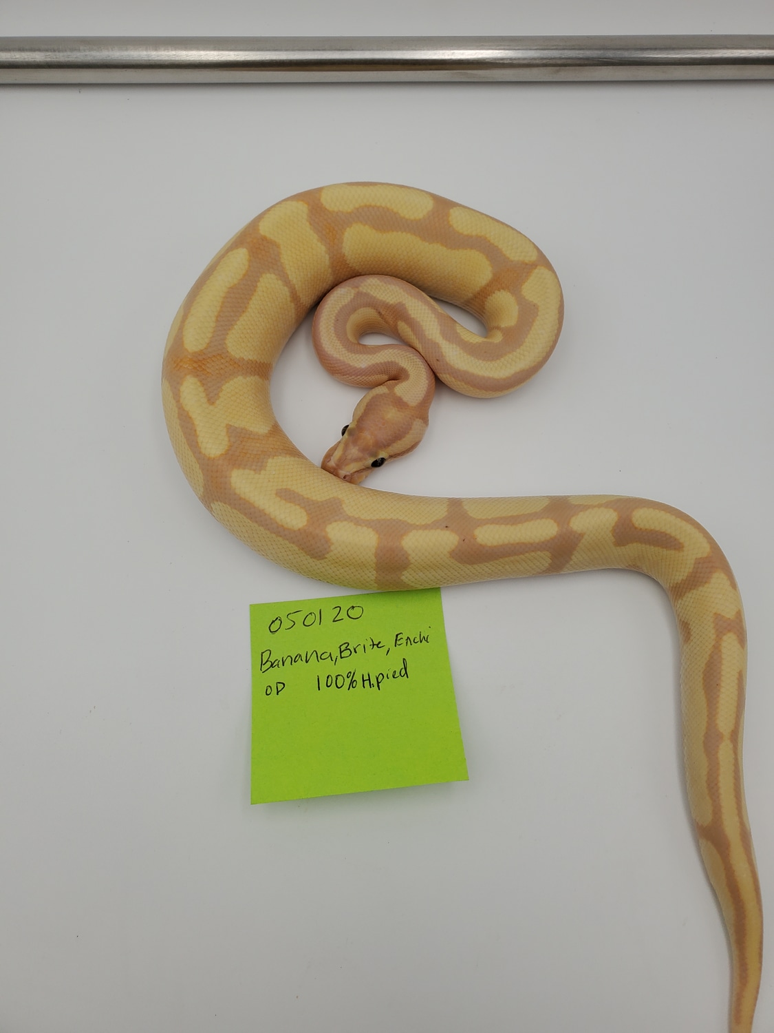 Banana Brite Enchi Orange Dream 100 Het Piebald Ball Python by EZ Ball