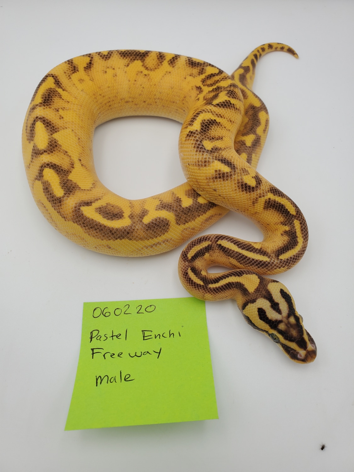 Pastel Enchi Freeway Ball Python by EZ Ball Pythons MorphMarket