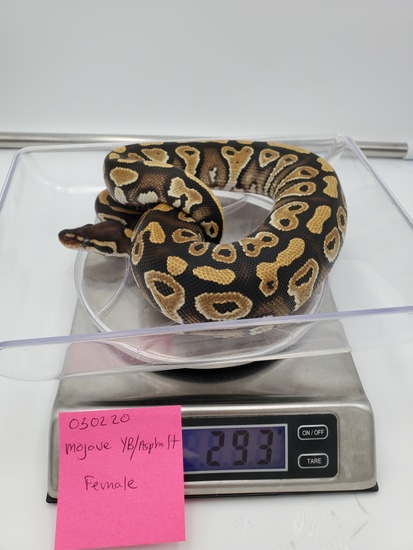 Mojave Yellowbelly/asphalt Ball Python by EZ Ball Pythons