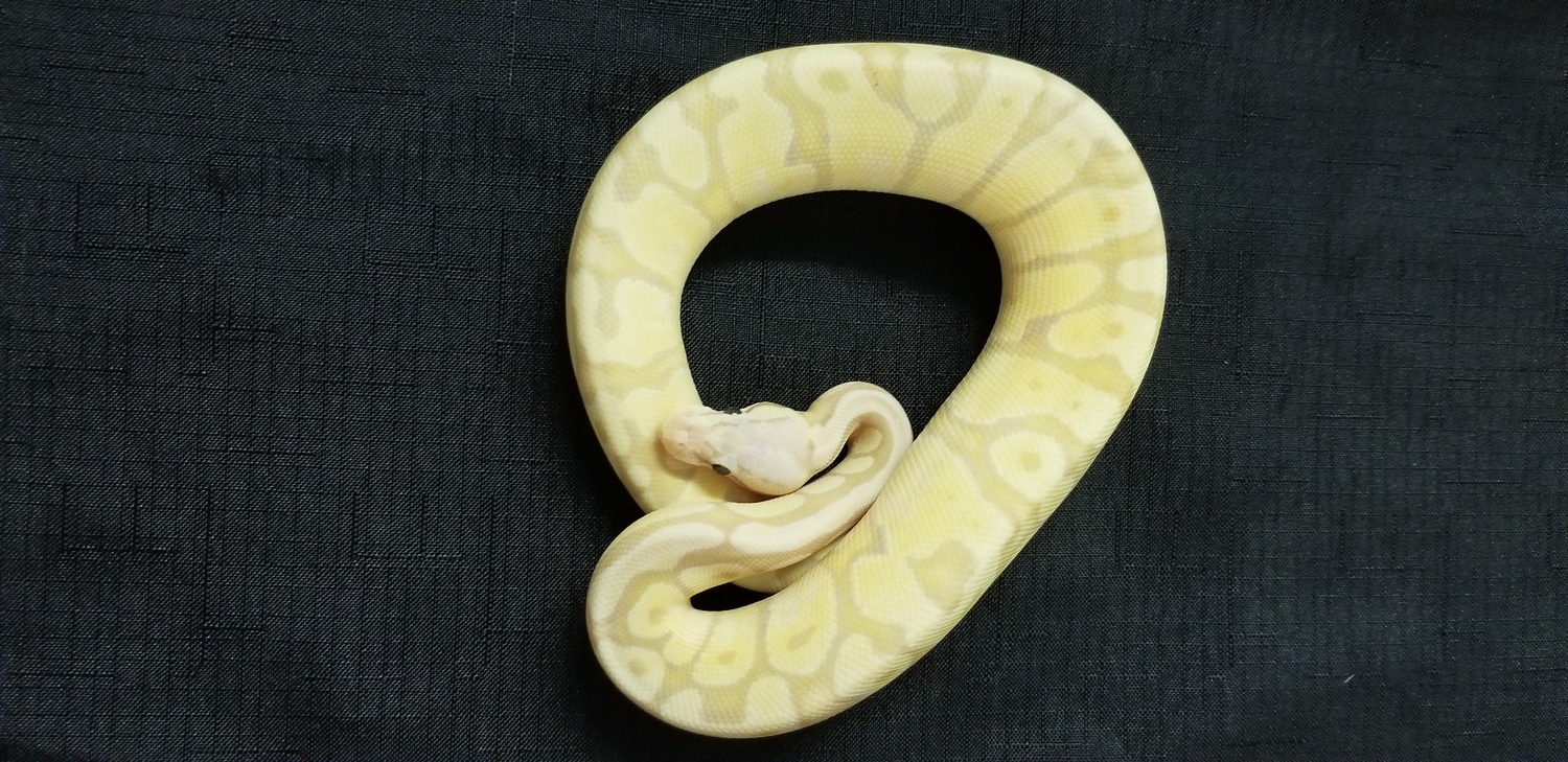 Banana Super Pastel Vanilla Ball Python by ESquared Reptiles MorphMarket