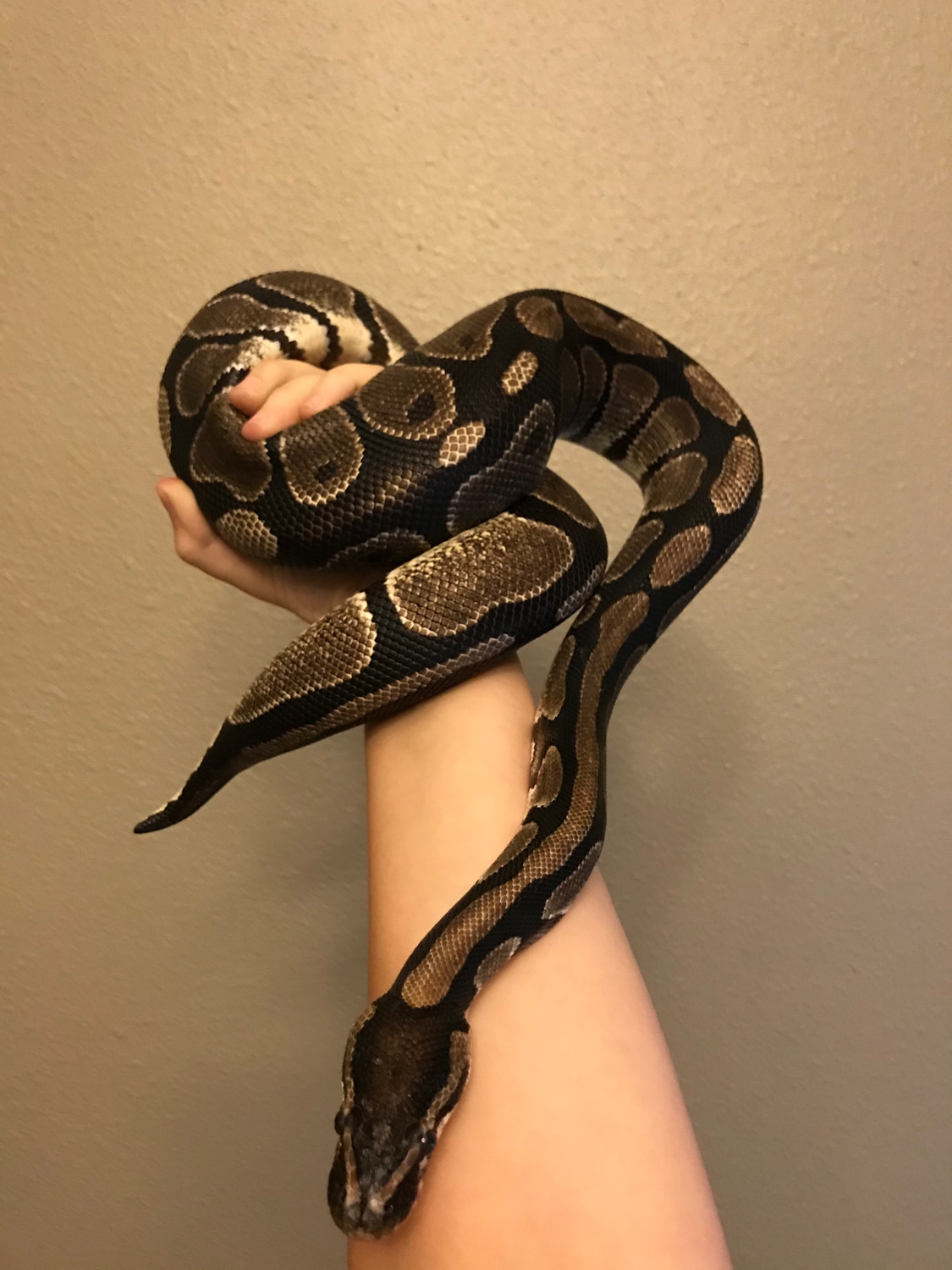 Normal Adult Male Ball Python by Lady S.K. Reptiles - MorphMarket