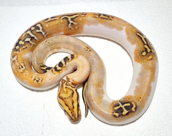 Piebald Caramel Burmese Python by Pied Burmese Germany