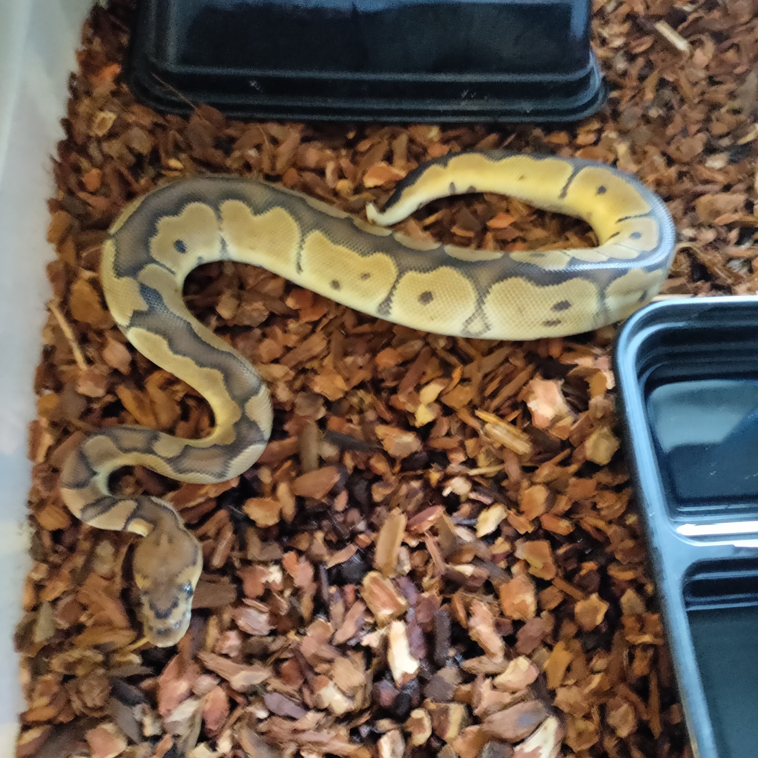 2022 F Clown Het Hypo Ball Python by Face's Ball Pythons MorphMarket