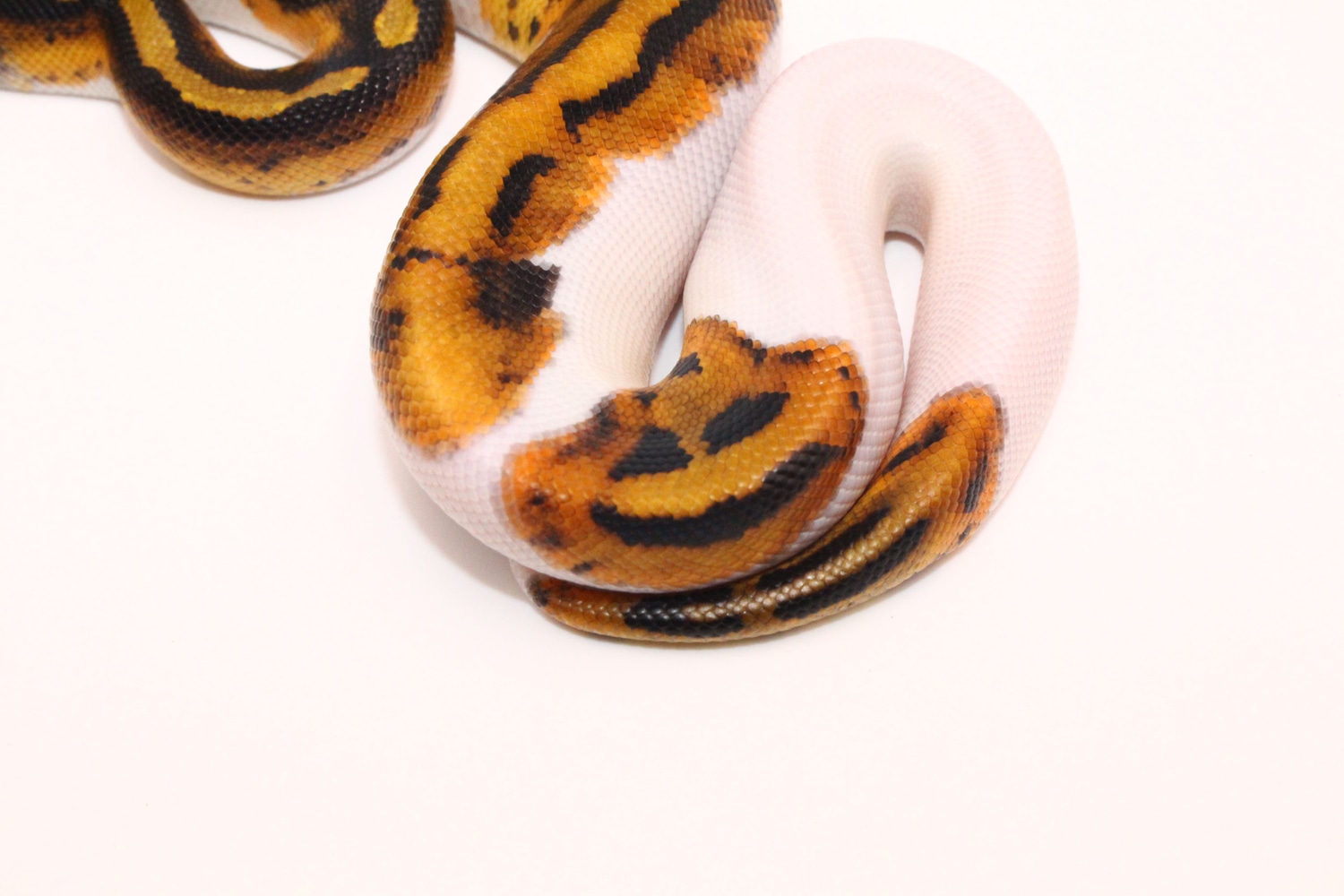Smiley Face Emoji Pied Het Albino Ball Python by MorphMasters - MorphMarket