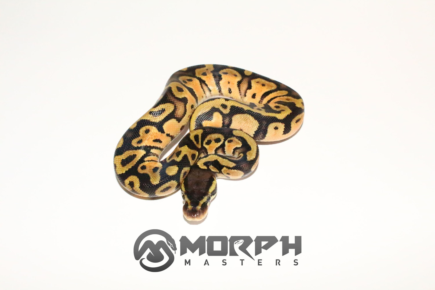 Pastel Orange Dream Het Pied Ball Python by MorphMasters - MorphMarket
