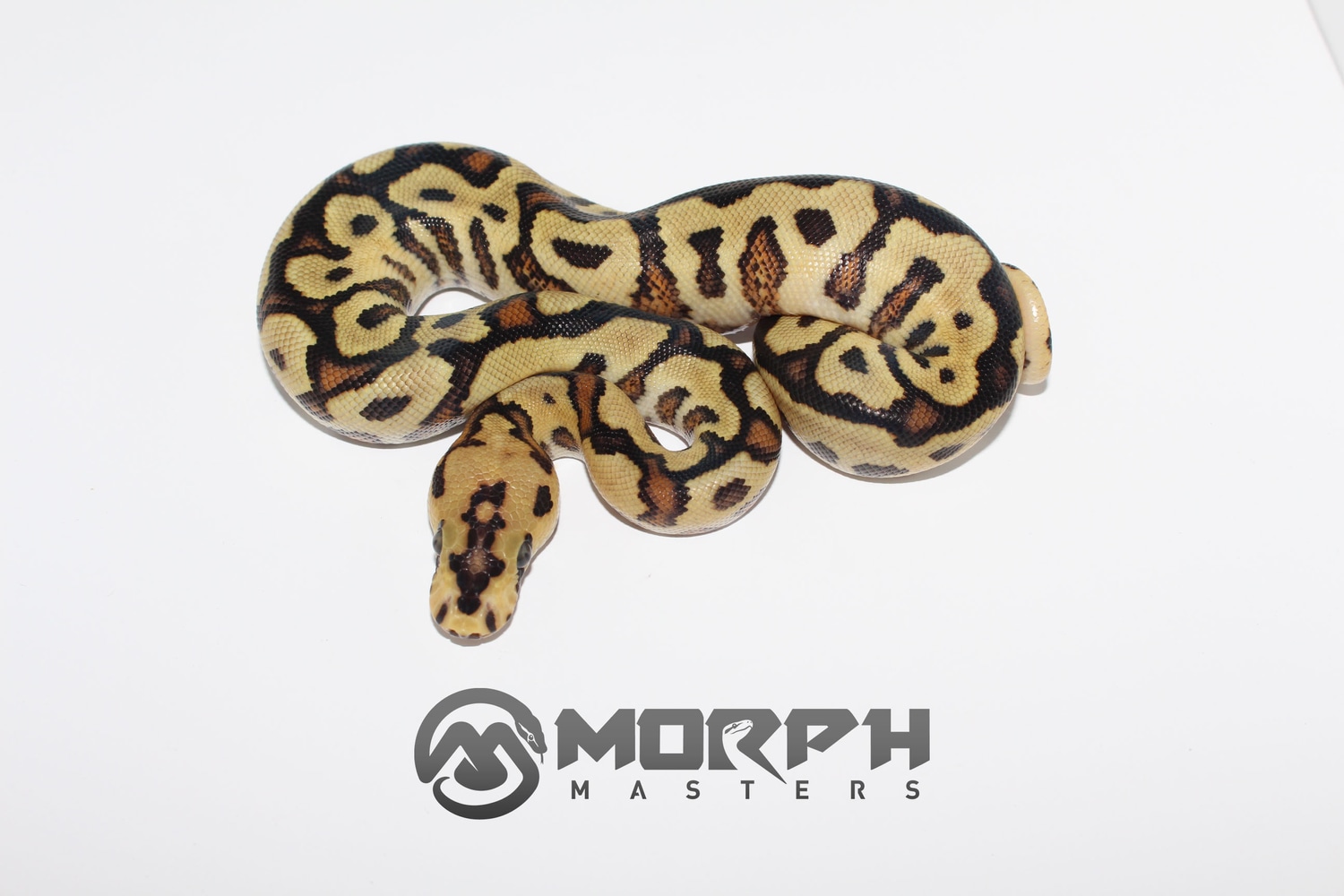 Fire Spotnose Clown Ball Python by MorphMasters - MorphMarket