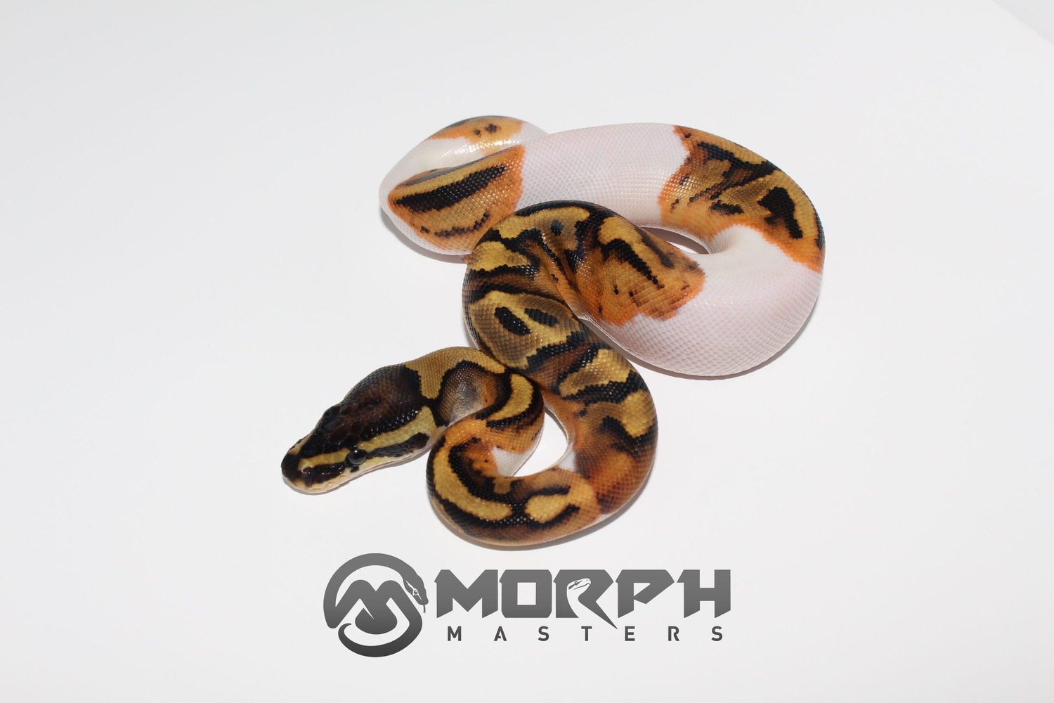 Pied Het Albino Ball Python by MorphMasters - MorphMarket
