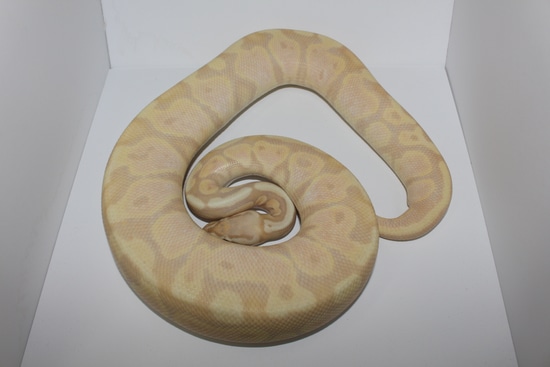 Pastel Super Banana Ball Python by MorphMasters