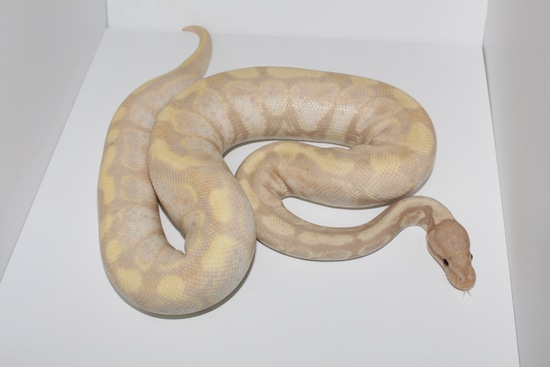 Super Banana Ball Python by MorphMasters