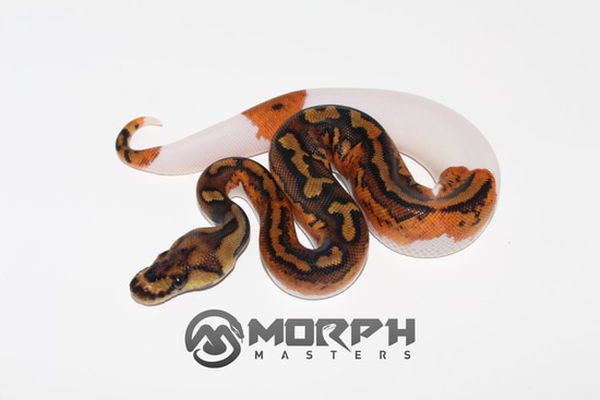 Yellowbelly Clown Pied Ball Python by MorphMasters