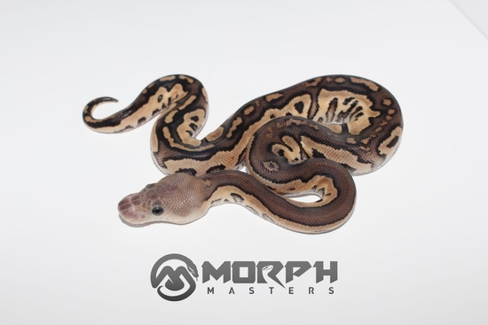 Cinnamon Chocolate Fire Clown Ball Python by MorphMasters