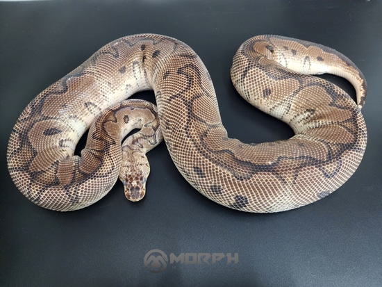 Proven Pastel Clown Female Ball Python by MorphMasters