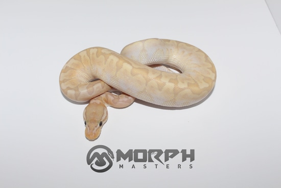 Pastel Banana Bamboo Ball Python by MorphMasters