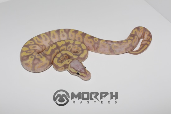 Female Maker Pastel Banana Het Clown Ball Python by MorphMasters