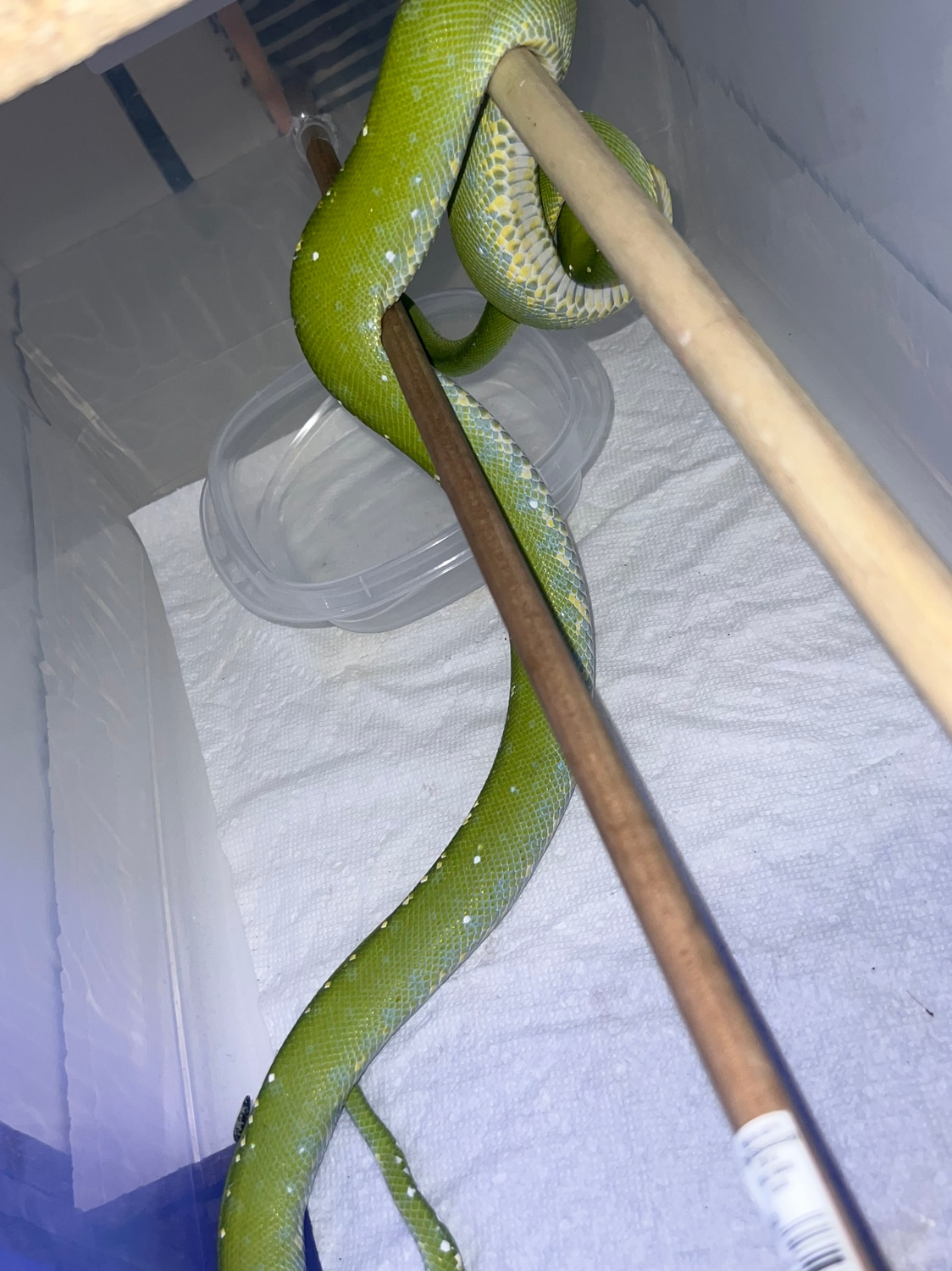 Aru Green Tree Python by Powell’s pets - MorphMarket