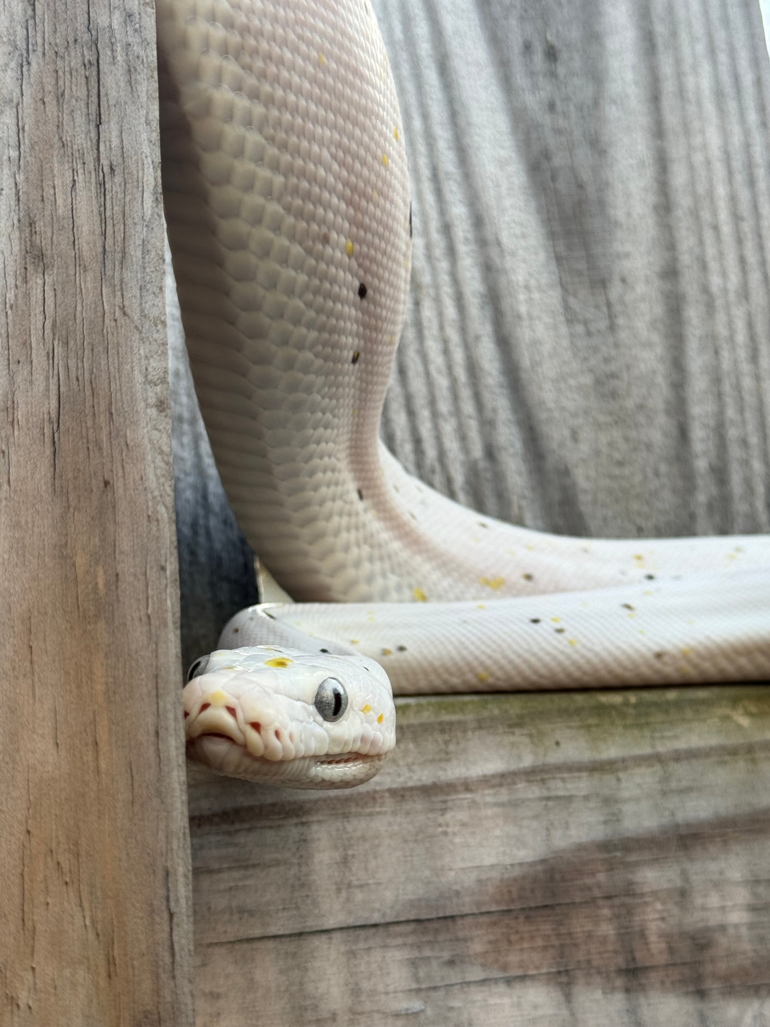 2021 GC Cow Reticulated Python by Reptishack - MorphMarket