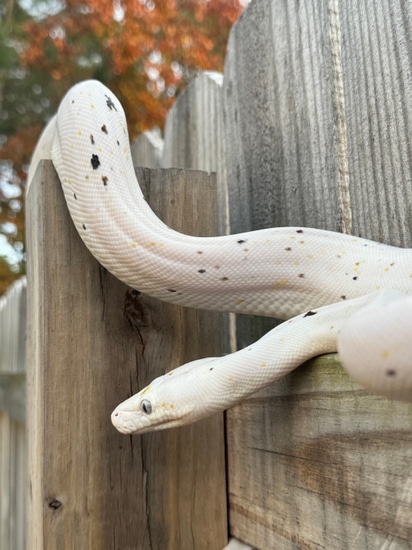 2021 GC Cow Reticulated Python by Reptishack