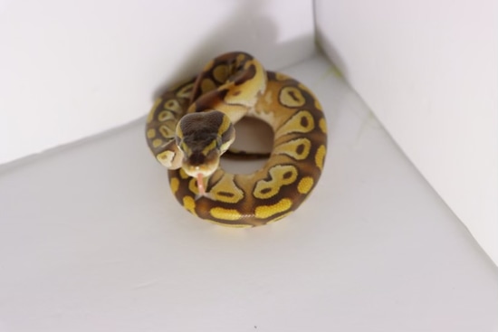 Orange Dream Mojave 100% Het Ghost Ball Python by The Hydra’s Lair