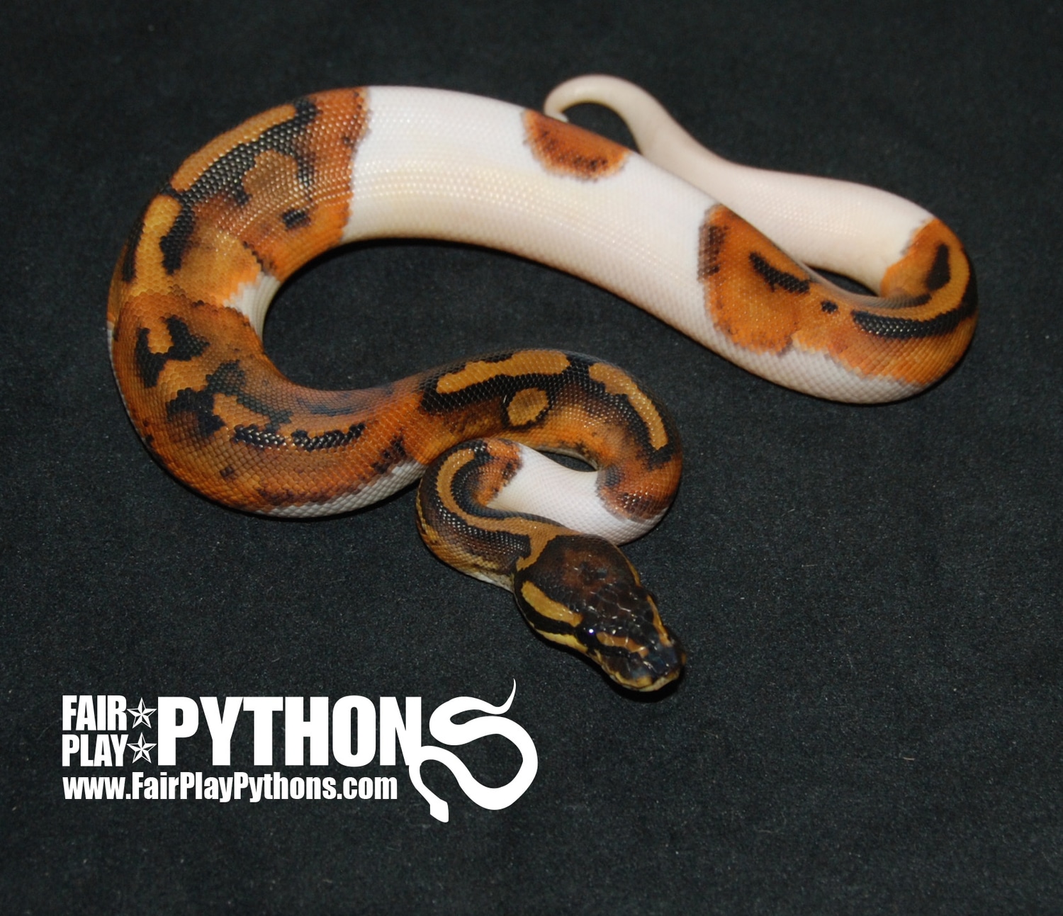 Pied 100% Het Caramel Ball Python by FairPlay Pythons, LLC - MorphMarket