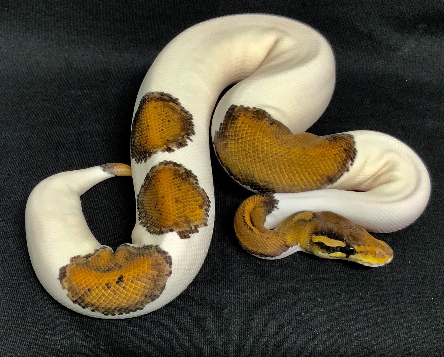 Black Pastel Pied Ball Python by FairPlay Pythons, LLC - MorphMarket