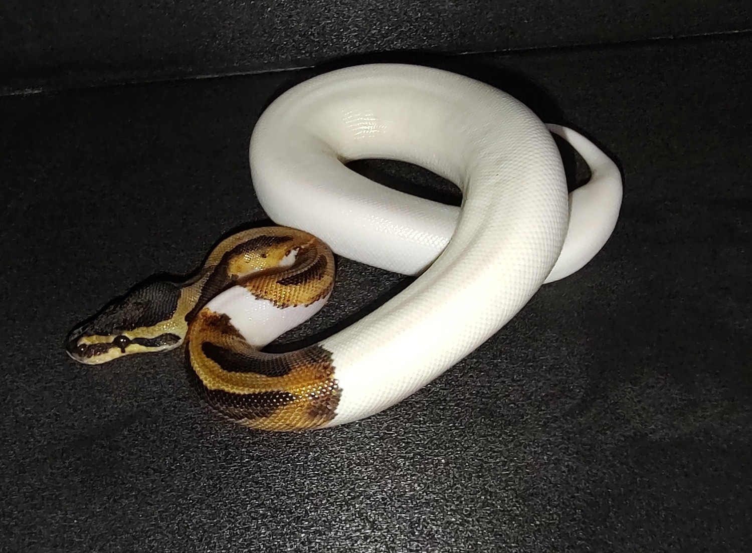 Pied Ball Python by FairPlay Pythons, LLC - MorphMarket