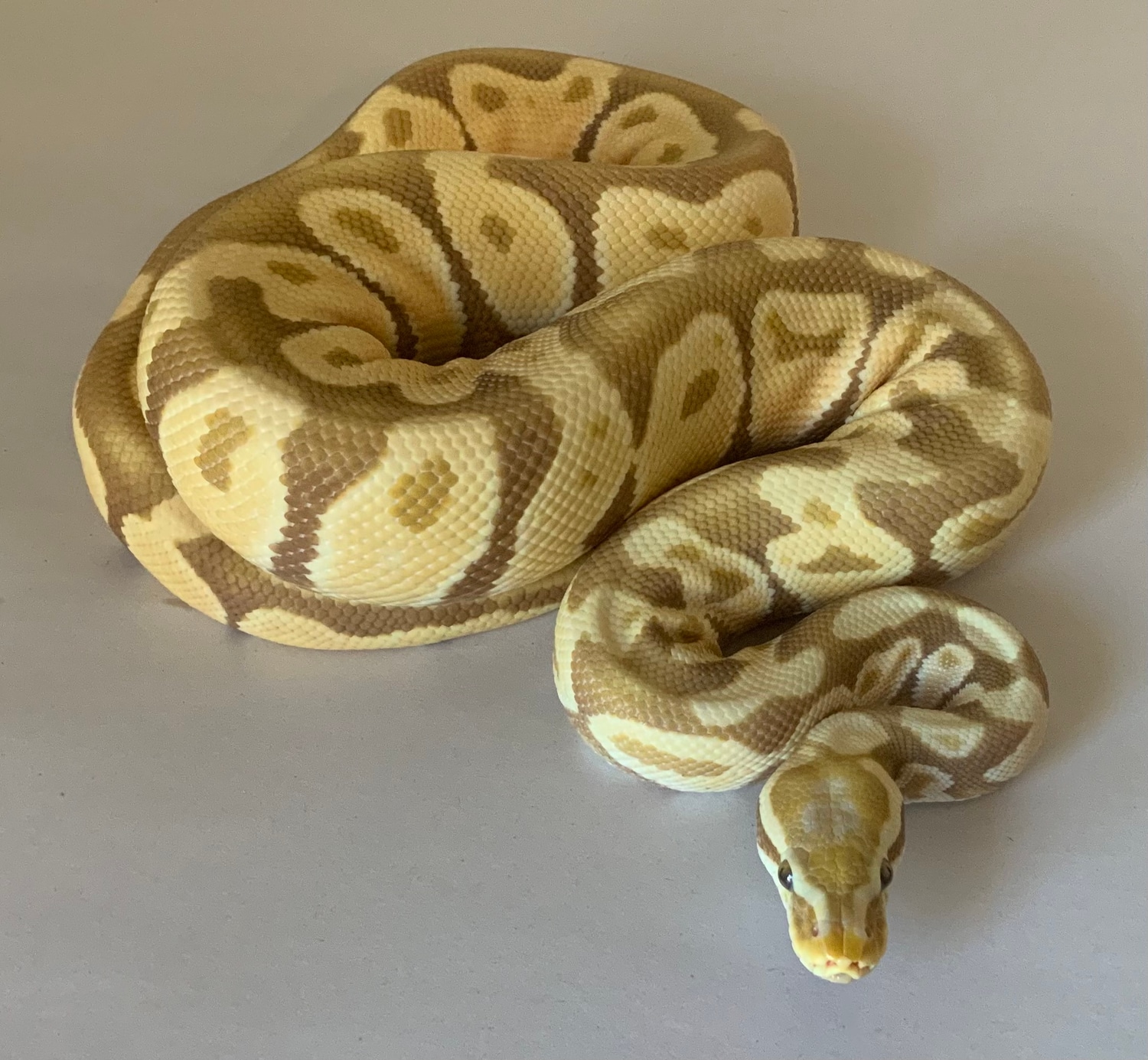 Pure Candy Proven Breeder Ball Python by FairPlay Pythons, LLC ...