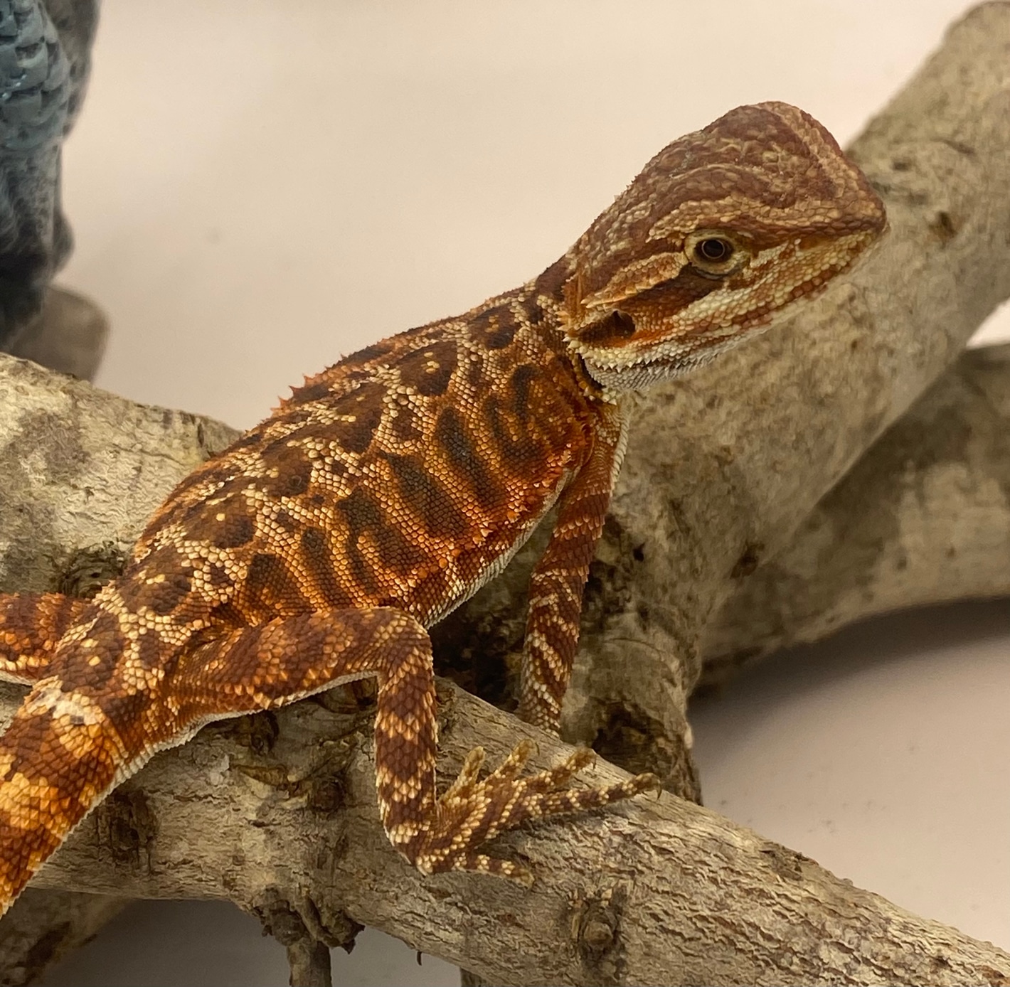 美品！DMC Classics Lizard Acute Mwanza Flat-Headed Rock Agama Incredible Creatures Safari