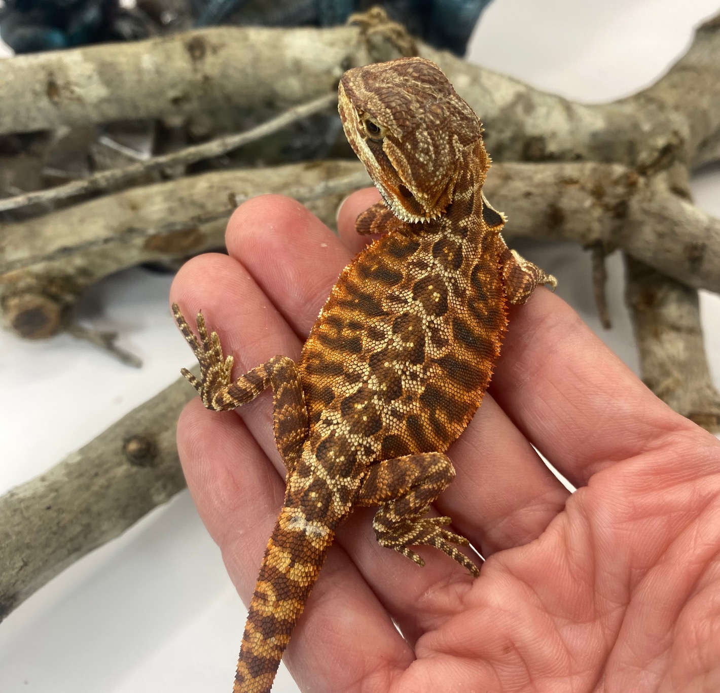 美品！DMC Classics Lizard Acute Mwanza Flat-Headed Rock Agama Incredible Creatures Safari