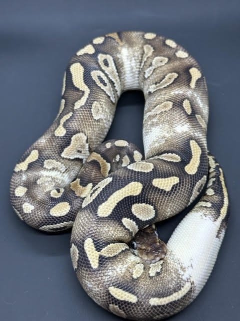 Mojavi 66% Het Clown Paradox Ball Python by NYPowerBalls - MorphMarket