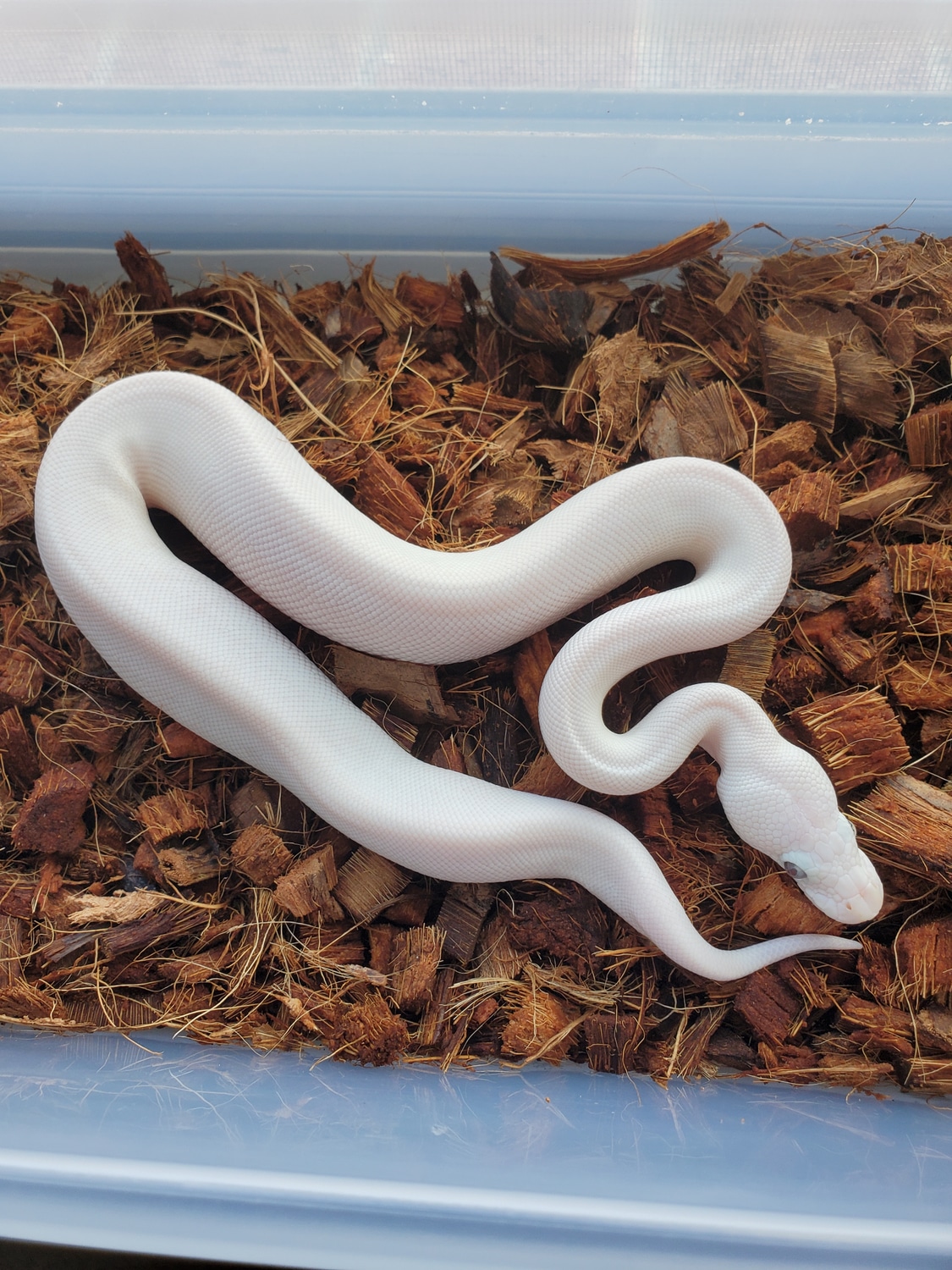 Blue Eyed Lucy ( Super Lesser ) Ball Python by CS Reptile Exotics ...