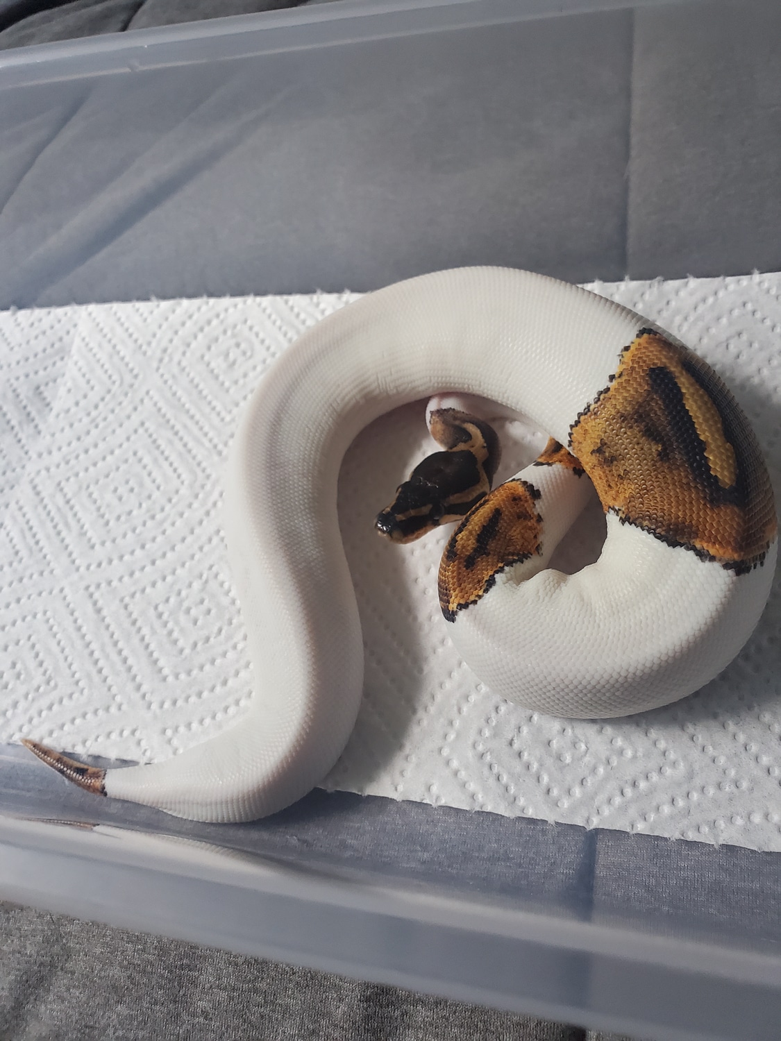 Piebald Ball Python by CS Reptile Exotics MorphMarket