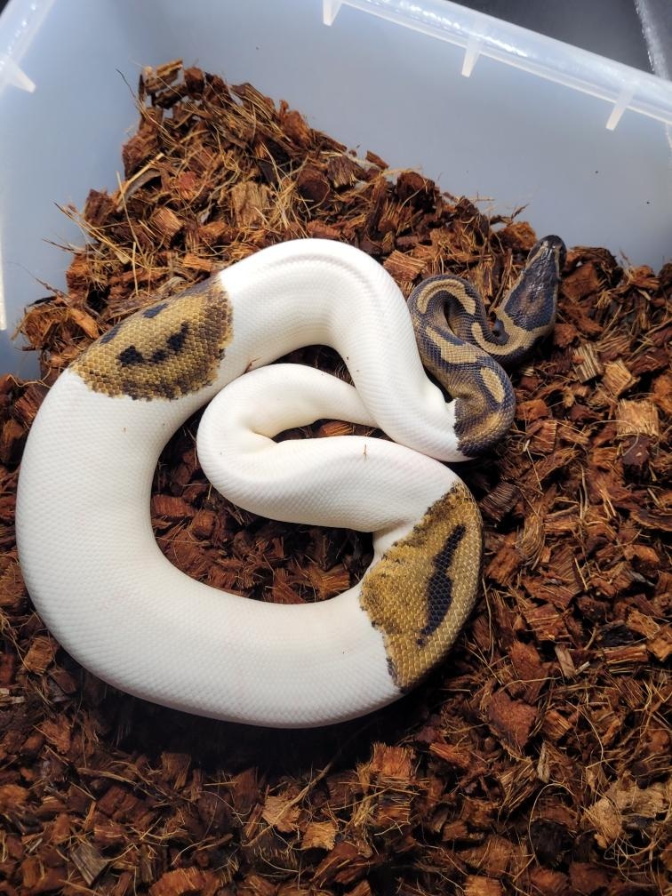 Piebald *Smiley Face* Ball Python by CS Reptile Exotics - MorphMarket
